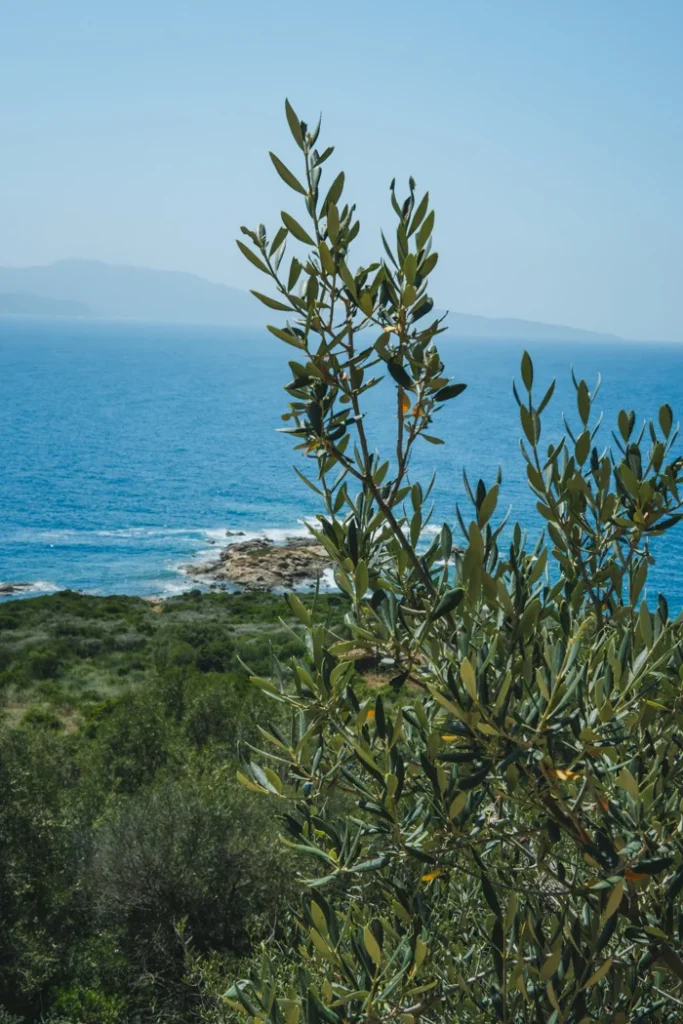 Vue entre mer et maquis.
