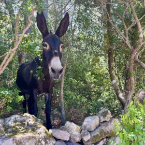 Un Âne sauvage proche de la villa.
